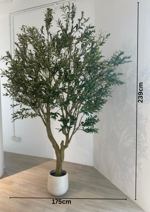 Large Olive Tree