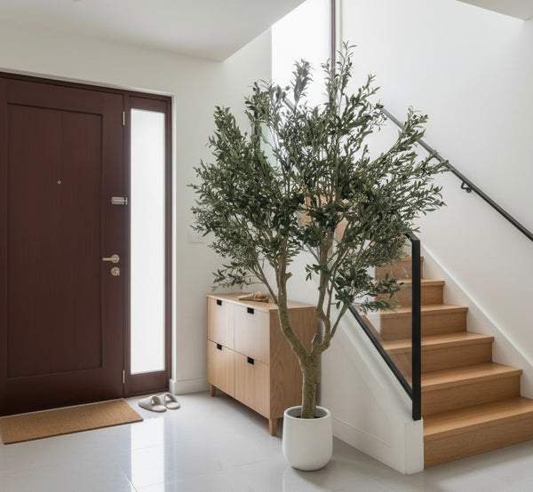 Large Olive Tree