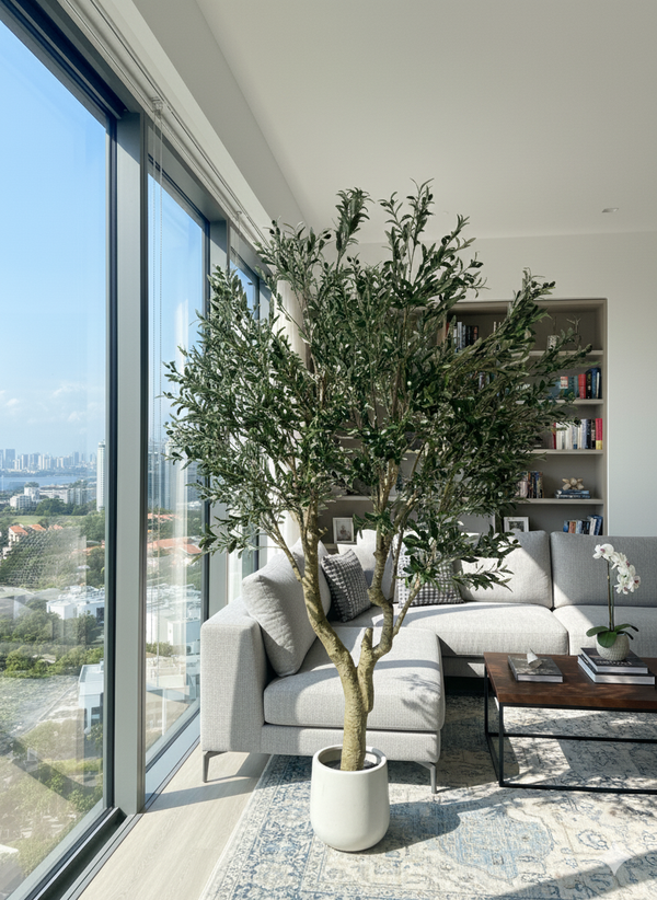 Large Olive Tree