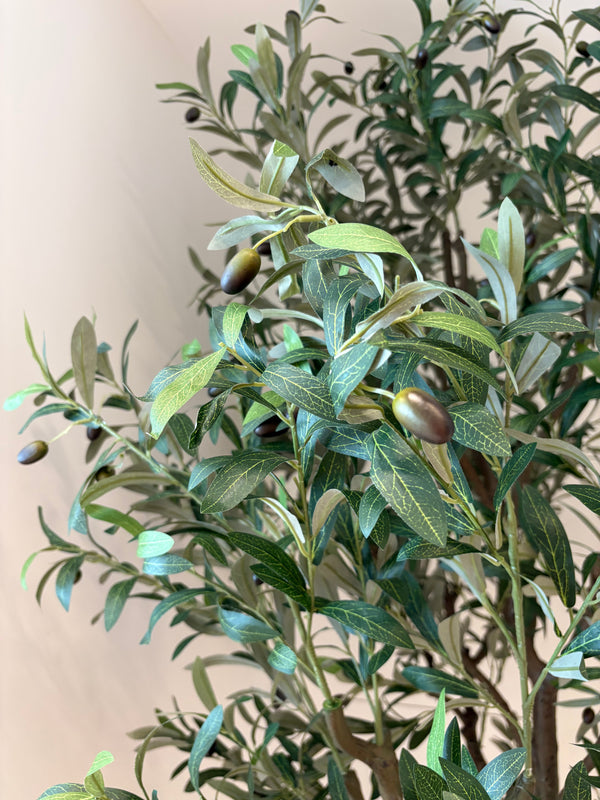 Large Olive Tree