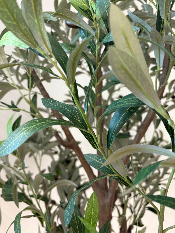 Large Olive Tree