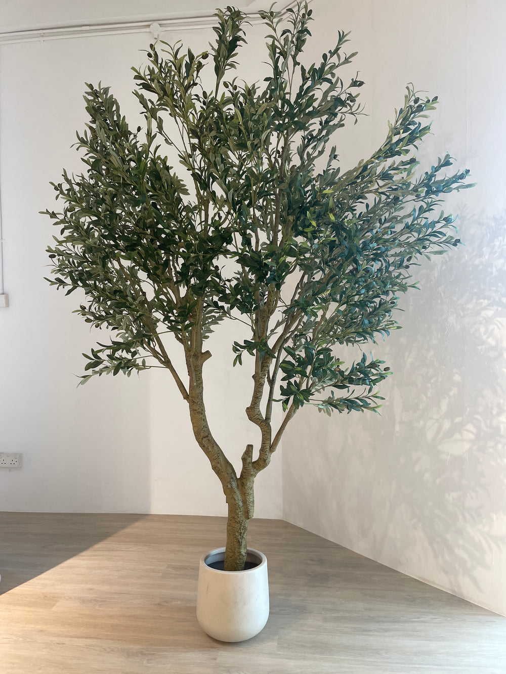 Large Olive Tree